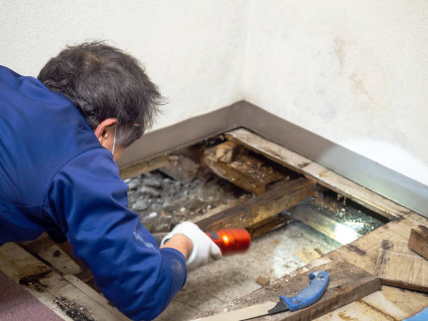 Best Mold Testing and Removal  in Twin Lakes, NM