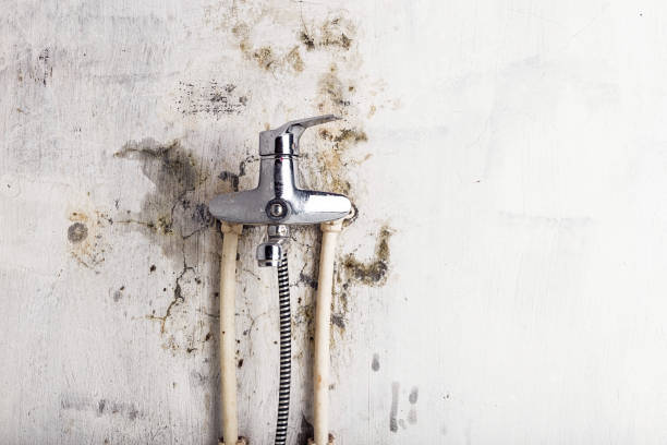 Best Mold Remediation  in Twin Lakes, NM