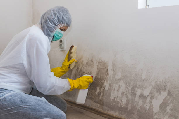 Mold Testing and Removal in Twin Lakes, NM