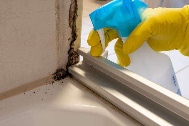 Certified Mold Removal in Twin Lakes, NM