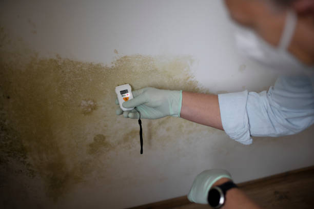 Best Attic Mold Removal  in Twin Lakes, NM