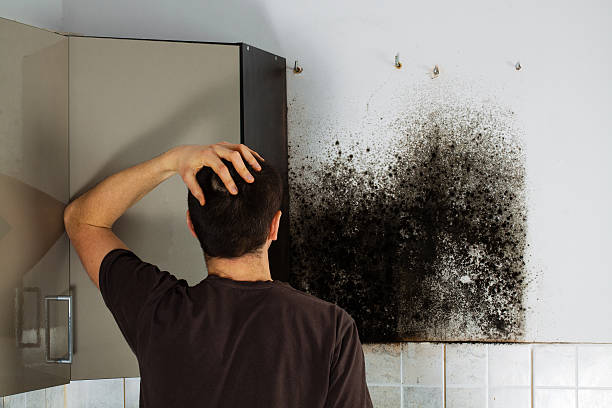 Best Toxic Mold Removal  in Twin Lakes, NM
